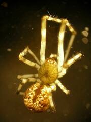 Cryptachaea blattea