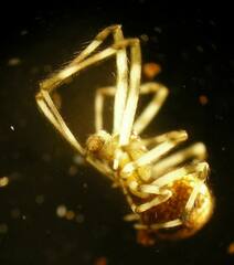 Cryptachaea blattea