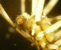 Cryptachaea blattea