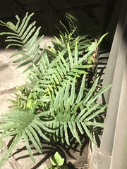 Pteris vittata