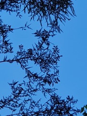 Dacrycarpus dacrydioides