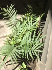 Pteris vittata