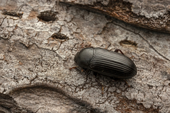 Tenebrioninae
