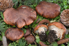 Tricholoma cedretorum