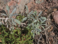 Pseudognaphalium microcephalum