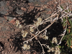 Pseudognaphalium microcephalum