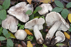 Tricholoma bresadolanum