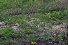 Siphonochilus puncticulatus