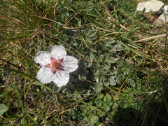 Potentilla nitida