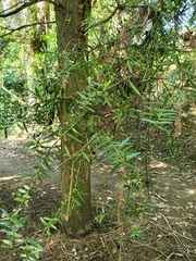 Podocarpus totara