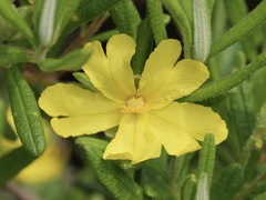 Hibbertia furfuracea