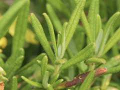 Hibbertia furfuracea