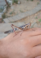 Schistocerca piceifrons