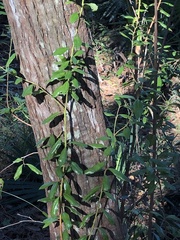 Lyonia fruticosa