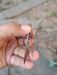 Schistocerca piceifrons