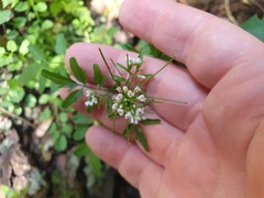 Cardamine flexuosa