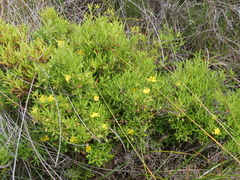 Hibbertia furfuracea