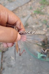 Schistocerca piceifrons