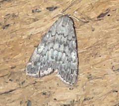 Idia aemula