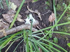 Allium triquetrum