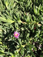 Carpobrotus chilensis