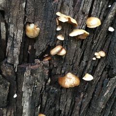 Anthracophyllum archeri