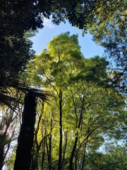 Pittosporum eugenioides