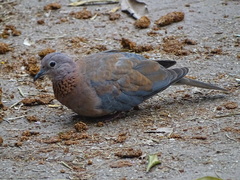 Streptopelia senegalensis senegalensis