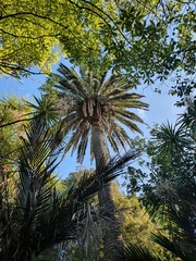 Phoenix canariensis