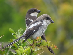 Lanius collaris collaris