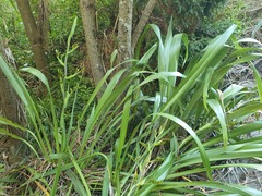 Phormium