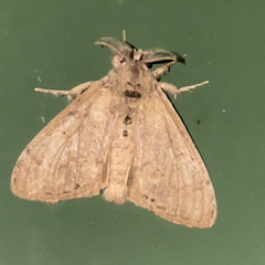 Dasychira vagans