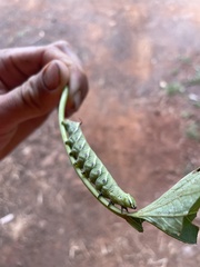 Sphingidae