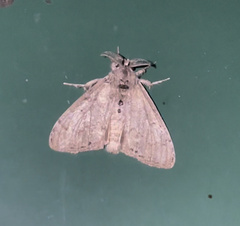 Dasychira vagans