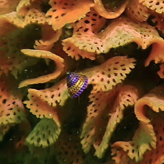 Calliostoma annulatum