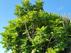 Dysoxylum spectabile