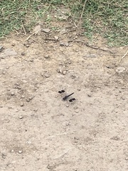 Brachythemis leucosticta