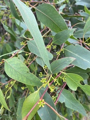 Eucalyptus ovata