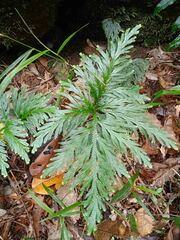 Selaginellaceae