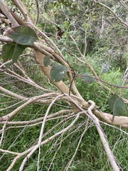 Eucalyptus ovata