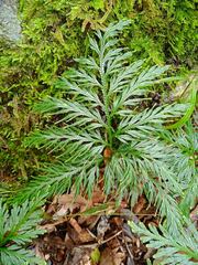 Selaginellaceae