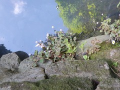 Persicaria capitata