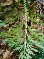 Selaginellaceae
