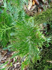 Selaginellaceae