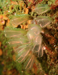 Clavelina huntsmani