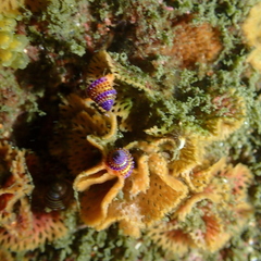 Calliostoma annulatum