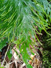 Selaginellaceae