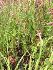 Gonocarpus tetragynus