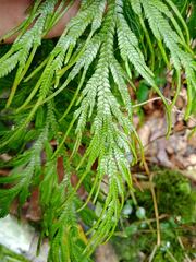 Selaginellaceae