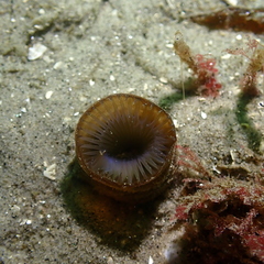 Myxicola